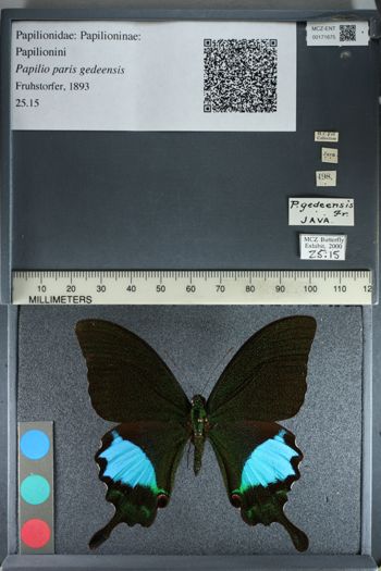 Media type: image;   Entomology 171675